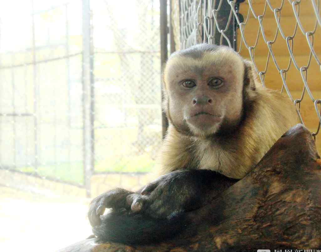 动物园猴子长成＂人脸＂