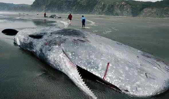 十大恐怖海洋生物有哪些 食人怪大乌贼长20米
