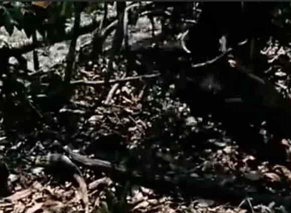 东北虎和森蚺哪个厉害 亚马逊森蚺是当今世界上最大的蛇
