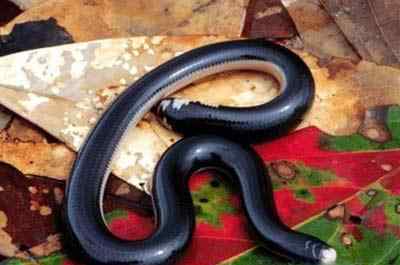 中国境内27种毒蛇都有哪些