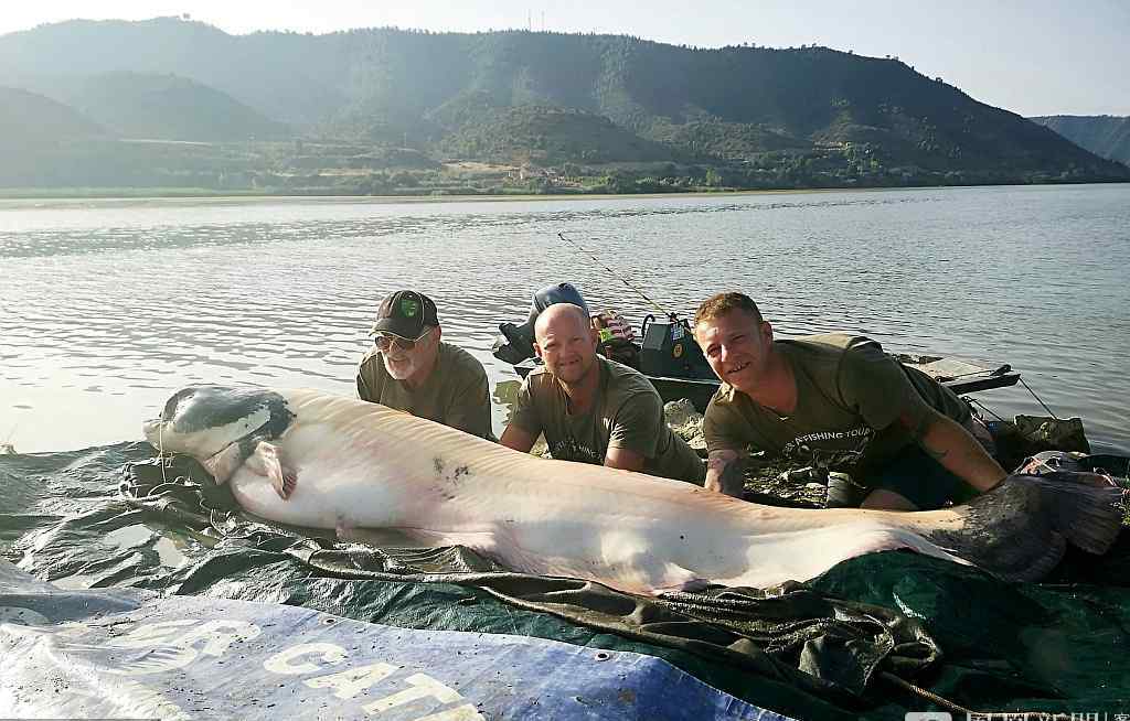 钓鱼爱好者捕获巨型鲶鱼重达200斤 巨型鱼有哪些