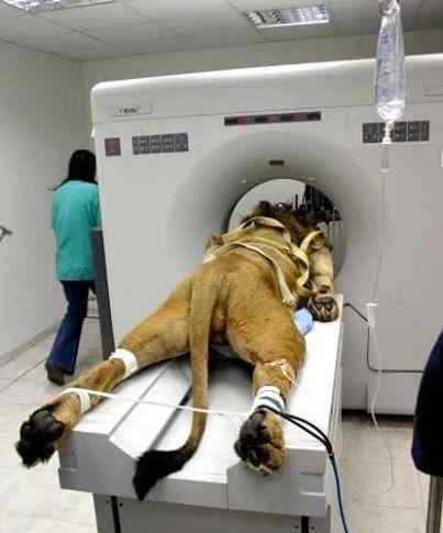 大型动物是怎么做CT扫描的 狮子变大猫这样拍片的