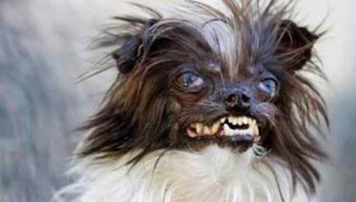 世界上五大最丑的狗排行：那不勒斯獒犬,英国半瞎狗,中国冠毛犬