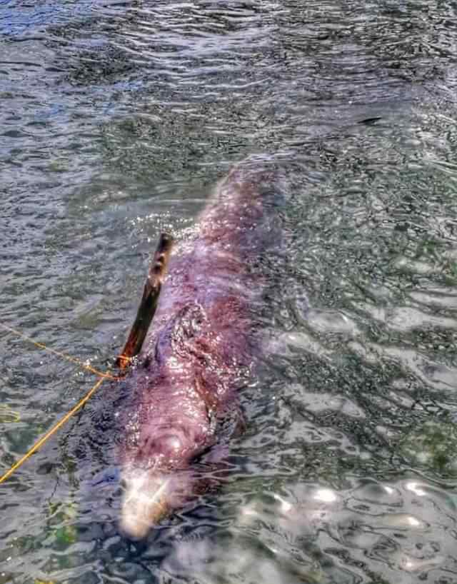 鲸鱼死亡:胃里塞80斤塑料垃圾 因“胃部休克”死去