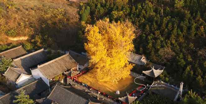外国网友评论：西安罗汉洞村终南山古观音禅寺的千年银杏树火了