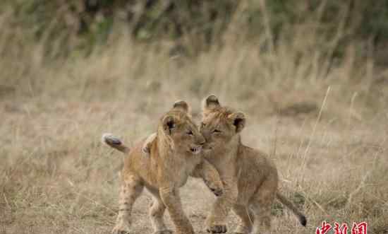 男子养两只狮子当宠物被咬死 不幸丧命狮口