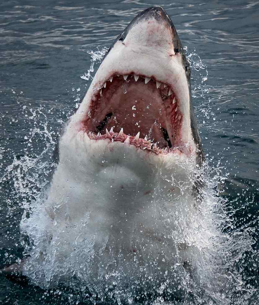 实拍大白鲨捕食猎物瞬间的恐怖场面 虎鲸怎么捕食大白鲨呢