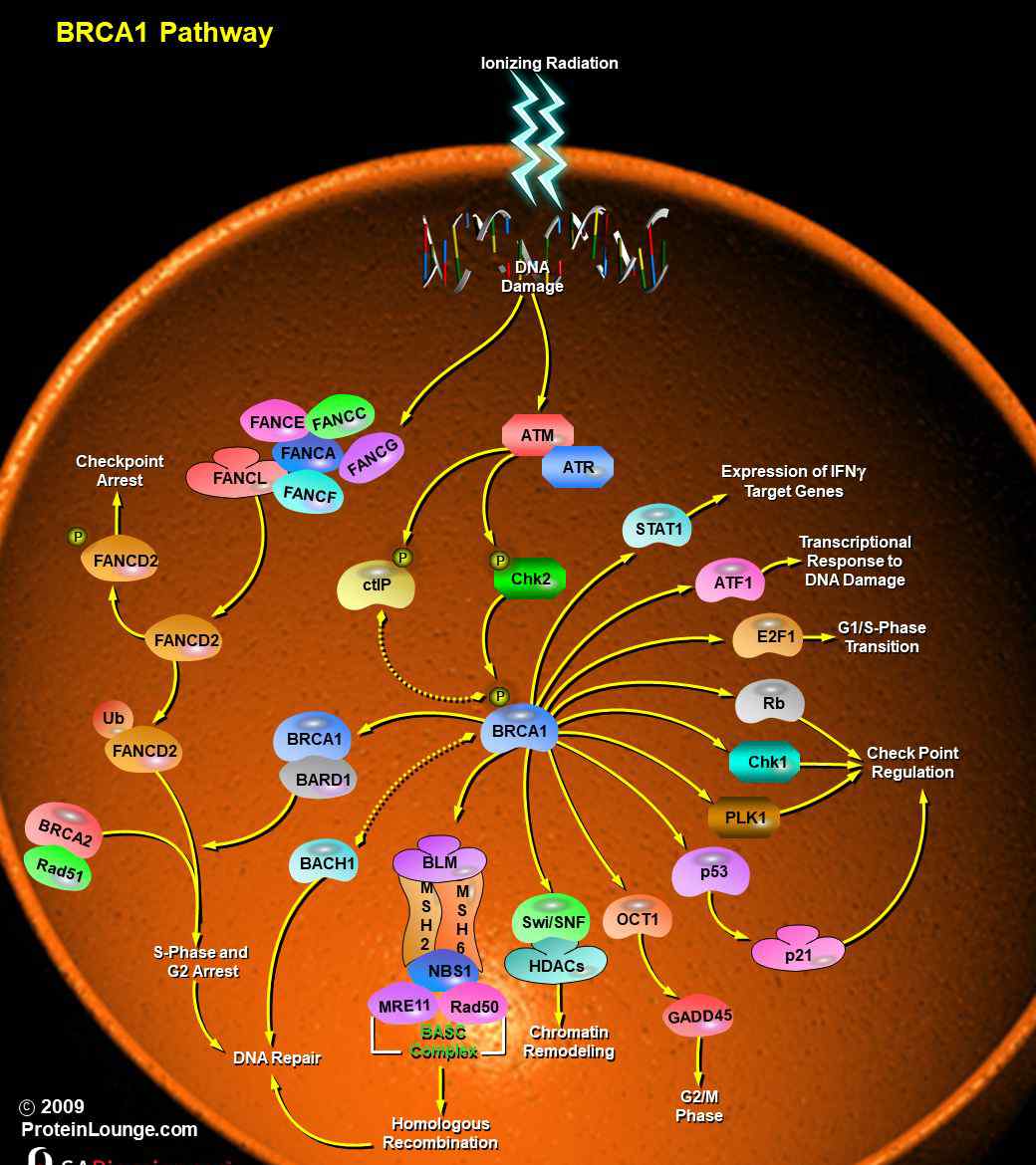 brca1 细胞信号通路详解之BRCA1信号通路