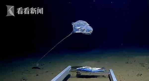 印度洋怪异生物：7千米发现深海怪物 形似伞兵还发蓝光