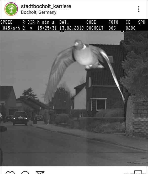 德国鸽子飞行速度超速被罚交罚款 史上最猖狂的驾驶员