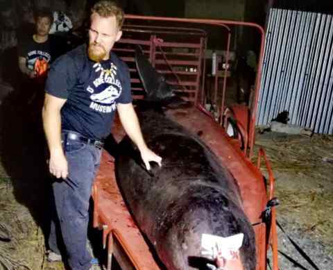 鲸鱼死亡:胃里塞80斤塑料垃圾 因“胃部休克”死去