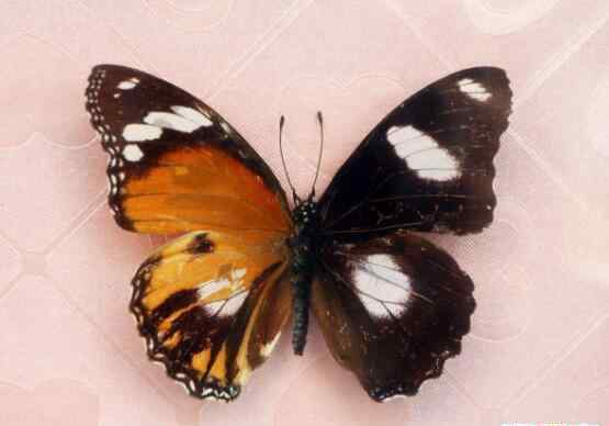 卡申夫鬼美人凤蝶和皇蛾阴阳蝶,雌雄同体的生物有哪些图片