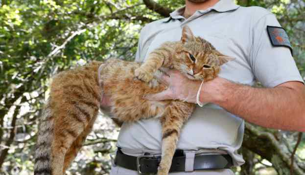 猫科“新品种”：法国发现新物种“猫狐”网友：这不是橘猫么