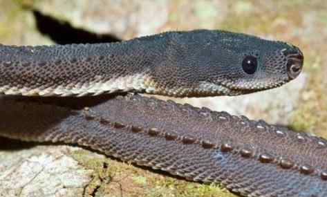 世界上最奇怪的十种蛇 形状怪异的蛇都有哪些