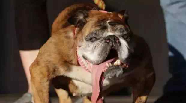 世界上最丑的狗有哪些 最丑的十大狗狗排名
