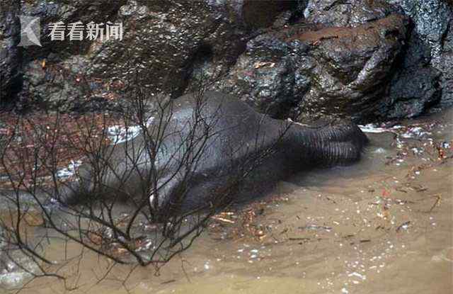 泰国5头大象为救小象坠入瀑布身亡