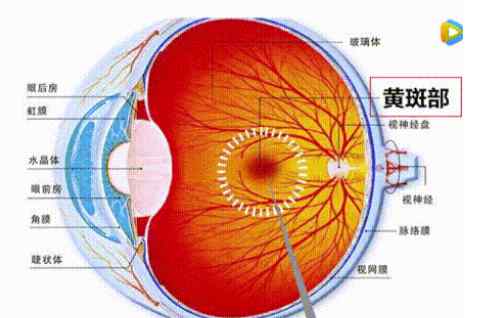 黄斑性眼病 黄斑性眼病的前兆 黄斑性眼病自我检测方法