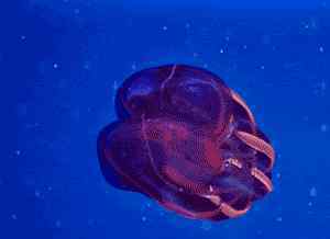 26种最神秘诡异的海底生物，恐怖如科幻片里的怪物