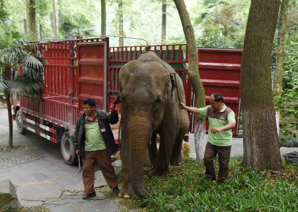 动物园中的大象相亲现场