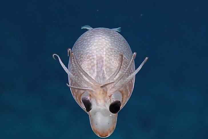科学家深海发现罕见生物“小猪鱿鱼” 像鹿又像猪