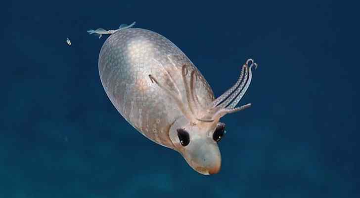 科学家深海发现罕见生物“小猪鱿鱼” 像鹿又像猪
