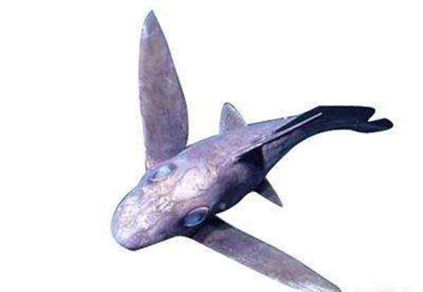 长相奇葩海底生物幽灵鲨：生活在深海的怪物生殖器长在头顶