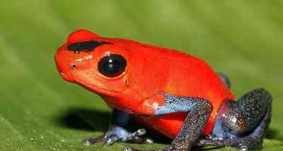色彩斑斓的箭毒蛙 世界上最美丽的青蛙 毒性最强的物种之一