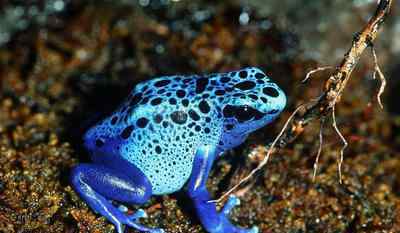 色彩斑斓的箭毒蛙 世界上最美丽的青蛙 毒性最强的物种之一