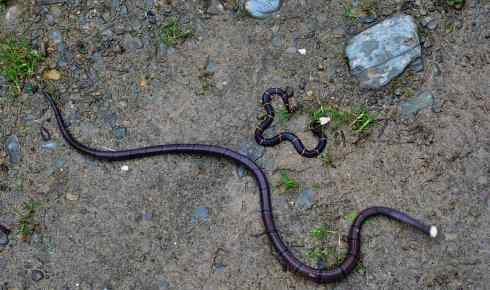 中国27种毒蛇之喜马拉雅白头蝰：中国特有的毒蛇