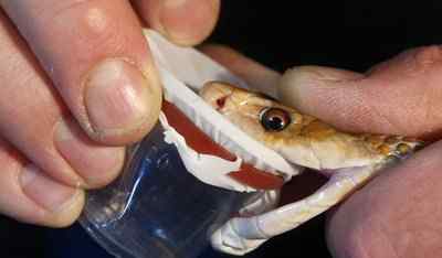 世界上最危险、毒性最强的20种蛇 黑曼巴蛇极具攻击性