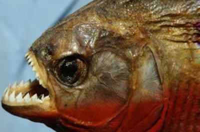 秘鲁食人鱼吃人真实案例 男孩被食人鱼啃成白骨真实照片
