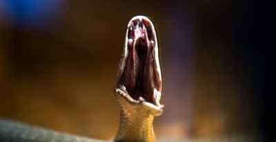 世界上最危险、毒性最强的20种蛇 黑曼巴蛇极具攻击性