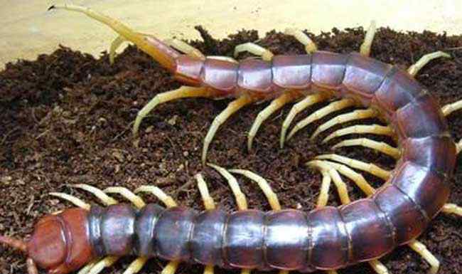加拉帕格斯巨人蜈蚣有毒吗? 南美巨人蜈蚣图片