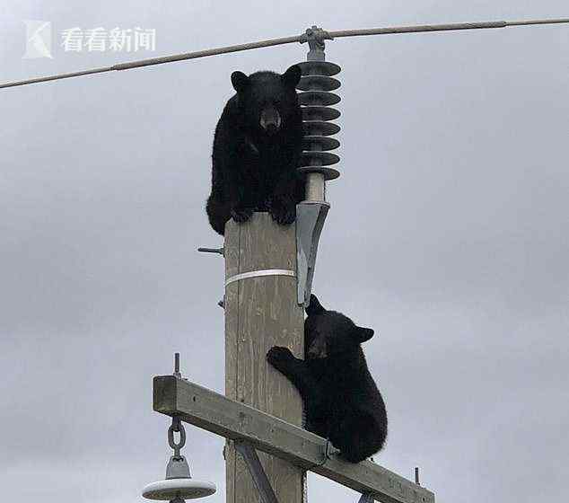 两头熊趴电线杆上睡觉 咋爬上去的?
