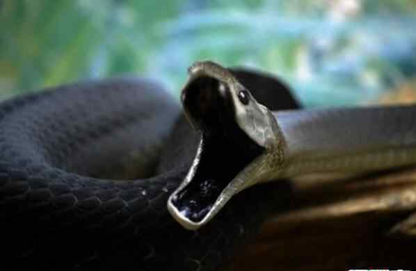 世界上最毒的蛇黑曼巴 移动速度最快的毒蛇