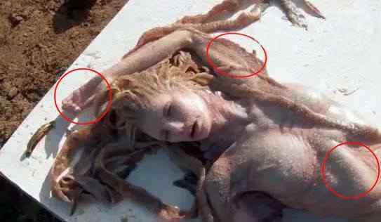 澳大利亚发现美人鱼尸体真假 澳洲海滩美人鱼是真的吗