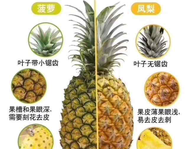 菠萝又叫聚花果 你吃的是菠萝还是凤梨