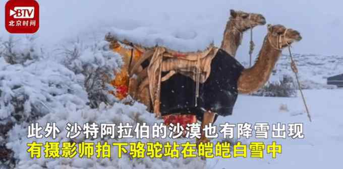 骆驼在沙漠雪中漫步