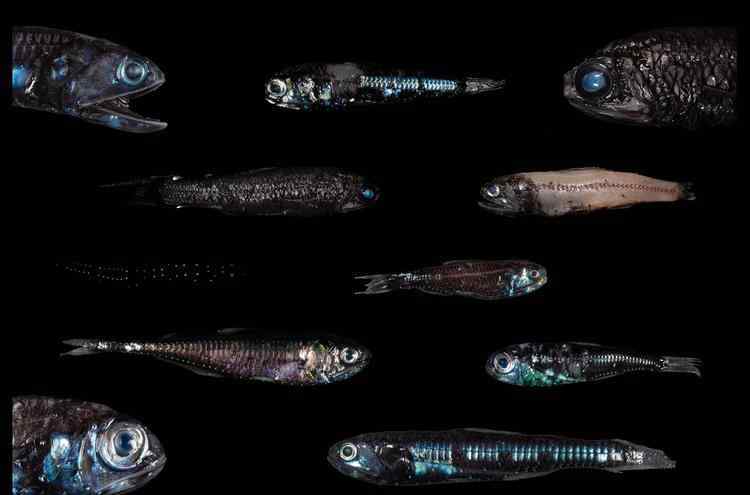 海洋暮光区有什么动物 海底午夜区动物图片