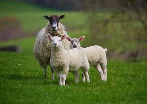 属羊的人今年犯离婚吗 属羊人离婚后会纠缠吗