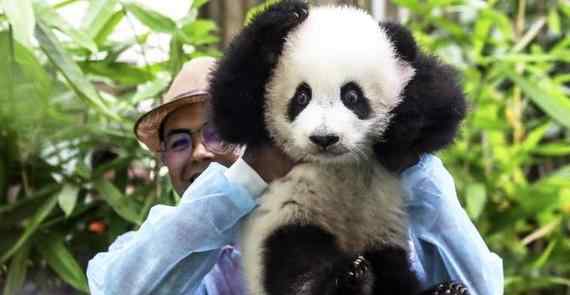 英国考虑将大熊猫送回中国 大熊猫的国际地位