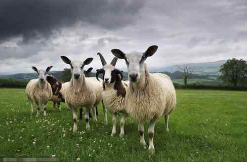 1979年羊43岁运势 1979年羊属相什么命 1979年属羊人最难熬年龄