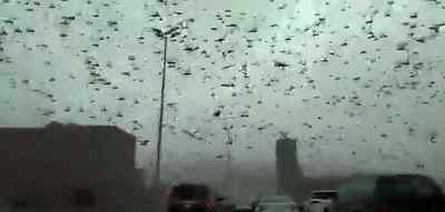 蝗虫飞行路线 中东蝗灾:成群蝗虫飞临公路，阻断交通，个大如小鸟