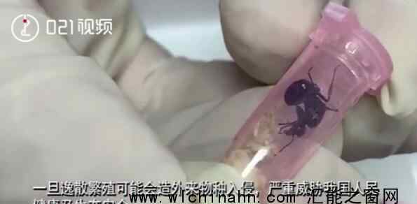 上海海关查获406只活体蚂蚁 究竟发生了什么