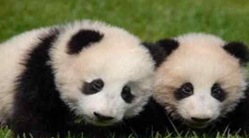 熊猫宝宝取名彩滨 到底有什么含义？