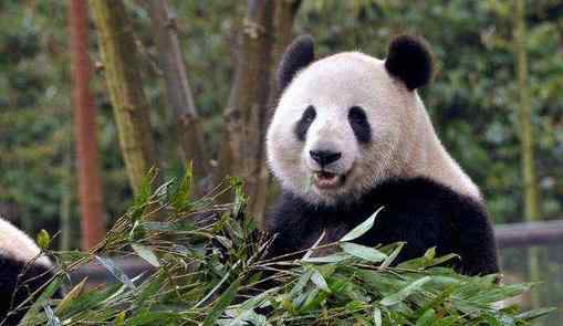 英国考虑将大熊猫送回中国 大熊猫的国际地位
