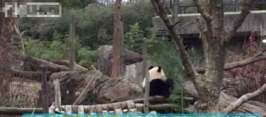大熊猫亮相华盛顿 究竟是怎么回事？