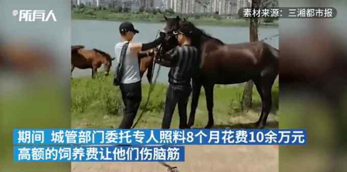 株洲城管没收5匹马8个月花销10万