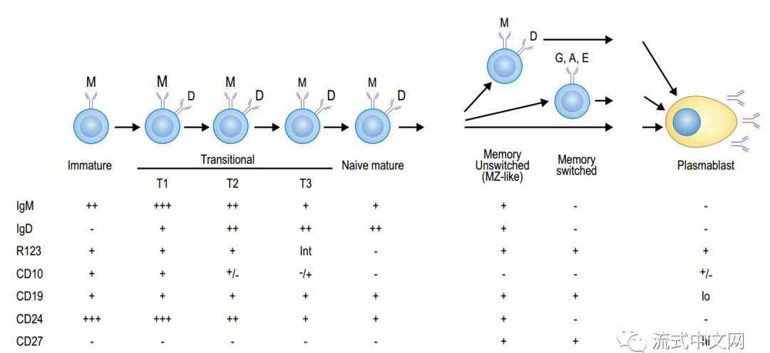 b细胞 B细胞8个亚群及其表型区别