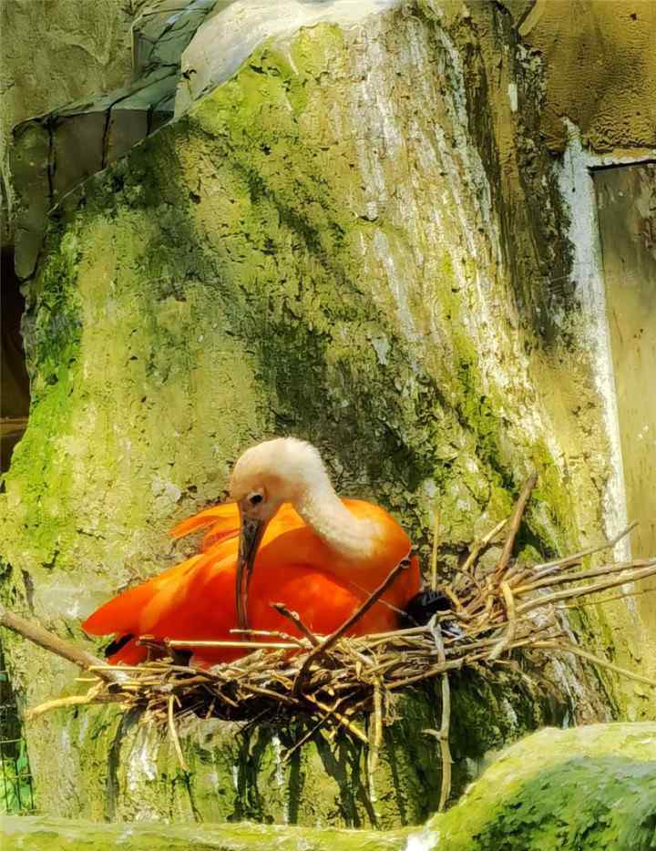 温州动物园 你见过世界上颜色最红的鸟吗？温州动物园红鹮首次繁殖成功